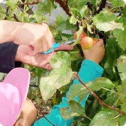 トマトを収穫する子どもたち