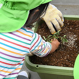 苗を植える子ども