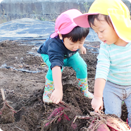 土の中からおおきな芋を掘り出す子どもたち