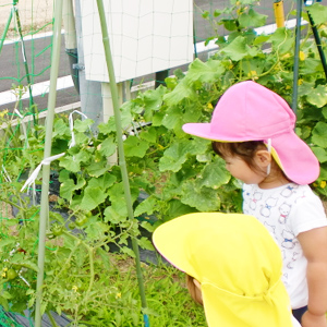 育てている野菜の苗を観察する子どもたち