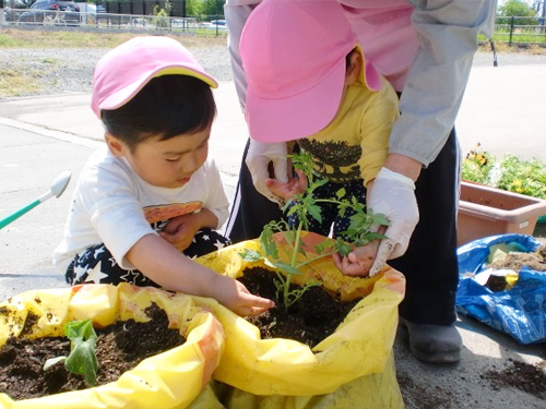 野菜の苗を土に埋める子どもたち