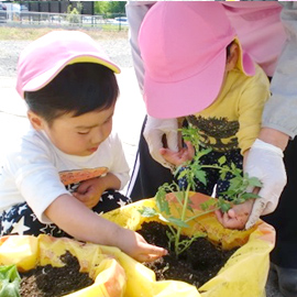 野菜の苗を土に埋める子どもたち